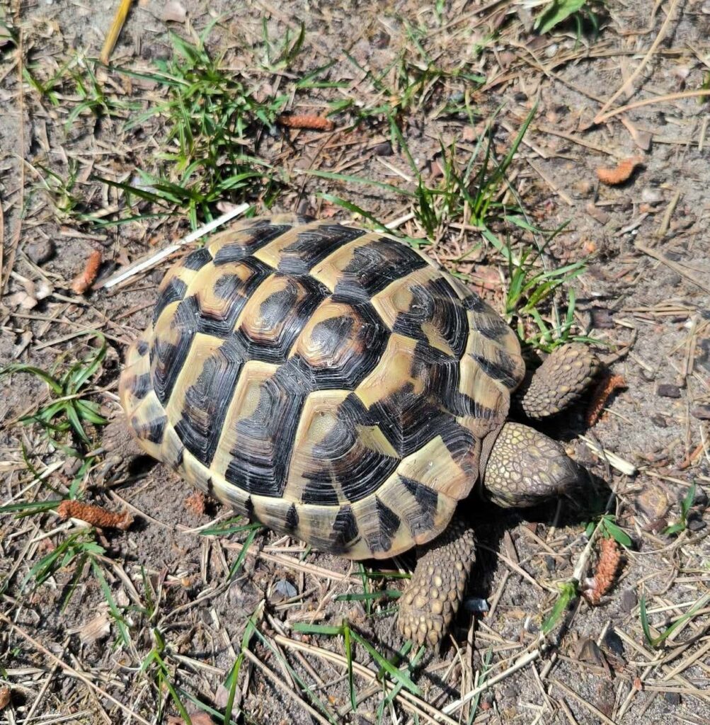 Landschildkröte im Außengehege auf Kies