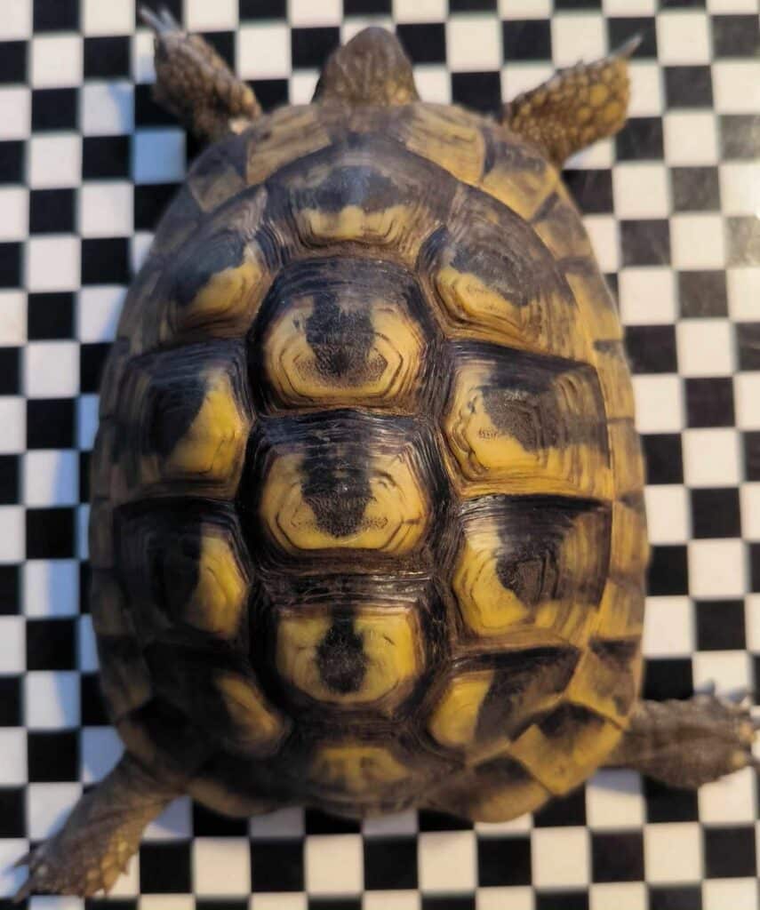 Panzer einer Landschildkröte von oben