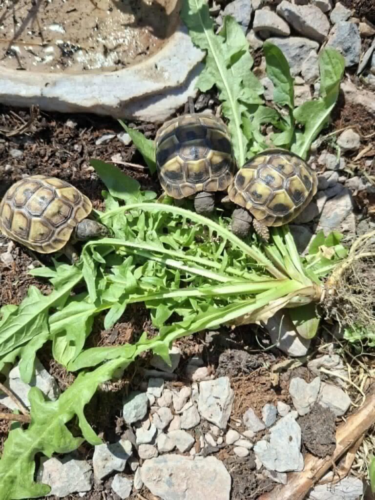 Landschildkröten fressen Löwenzahn