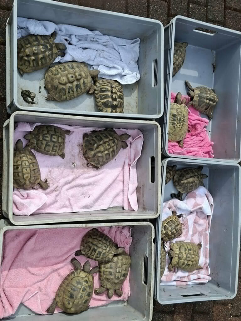 Landschildkröten in Boxen in der Auffangstation