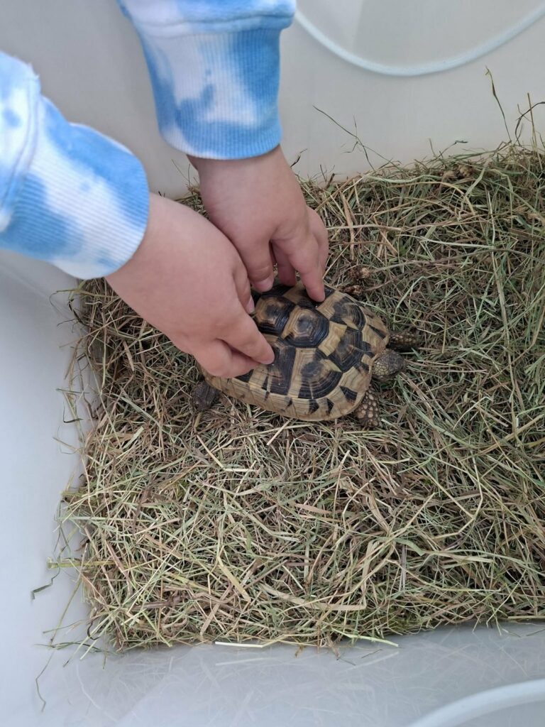 Schildkröte in den Händen einer Helferin der Schildkrötenauffangstation Dorsten
