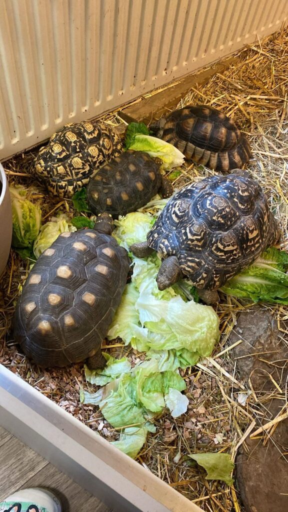 Schildkröten fressen Salat